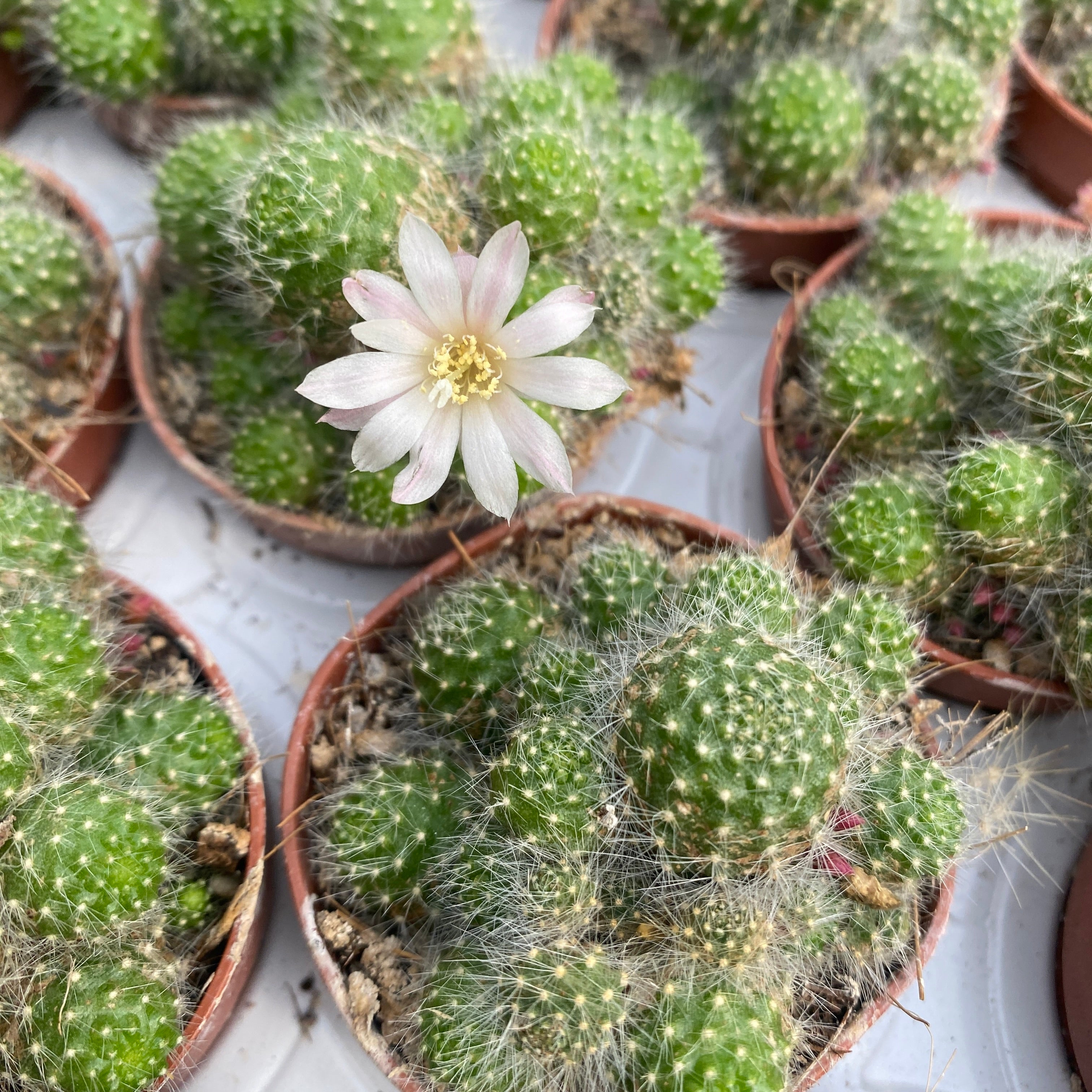 Rebutia albispina