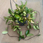 Hoya carnosa 'Tricolor' (Krimson Princess) - D19cm, mindestens 5-6 Pflanzen/Topf