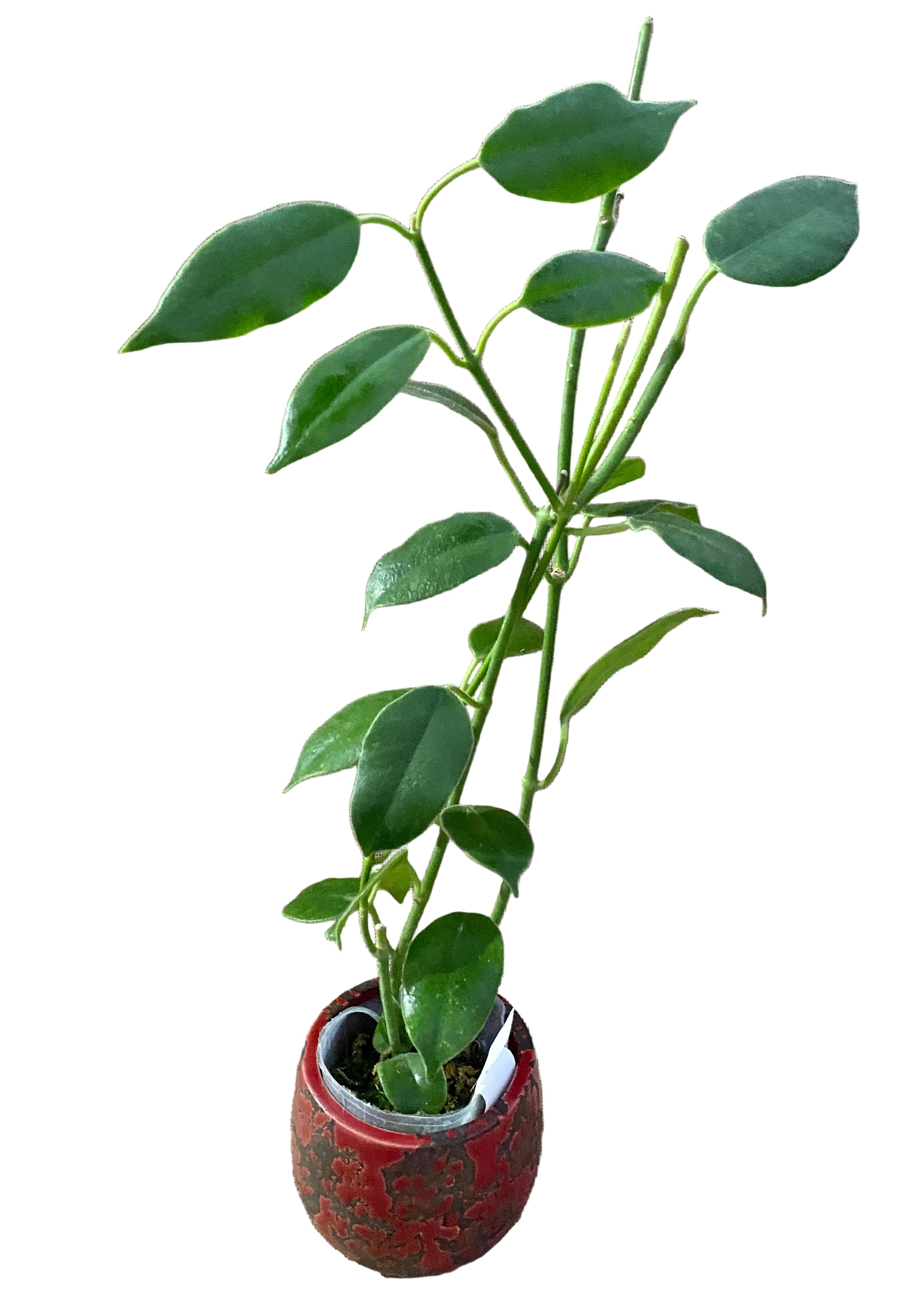 Hoya coronaria 'Red Starfish' - flori mari, parfumate