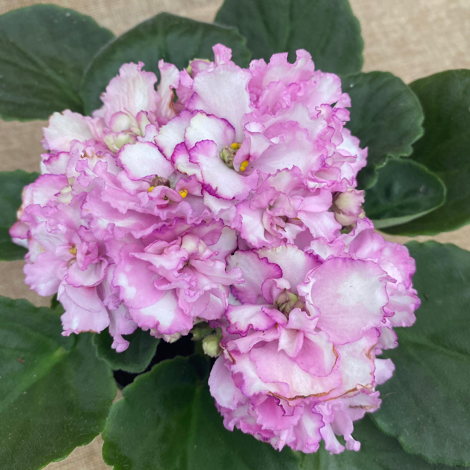 Saintpaulia Rosanne Puck - violete cu flori duble