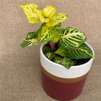 Iresine herbstii 'Gold Star' (Marhahús növény) D12