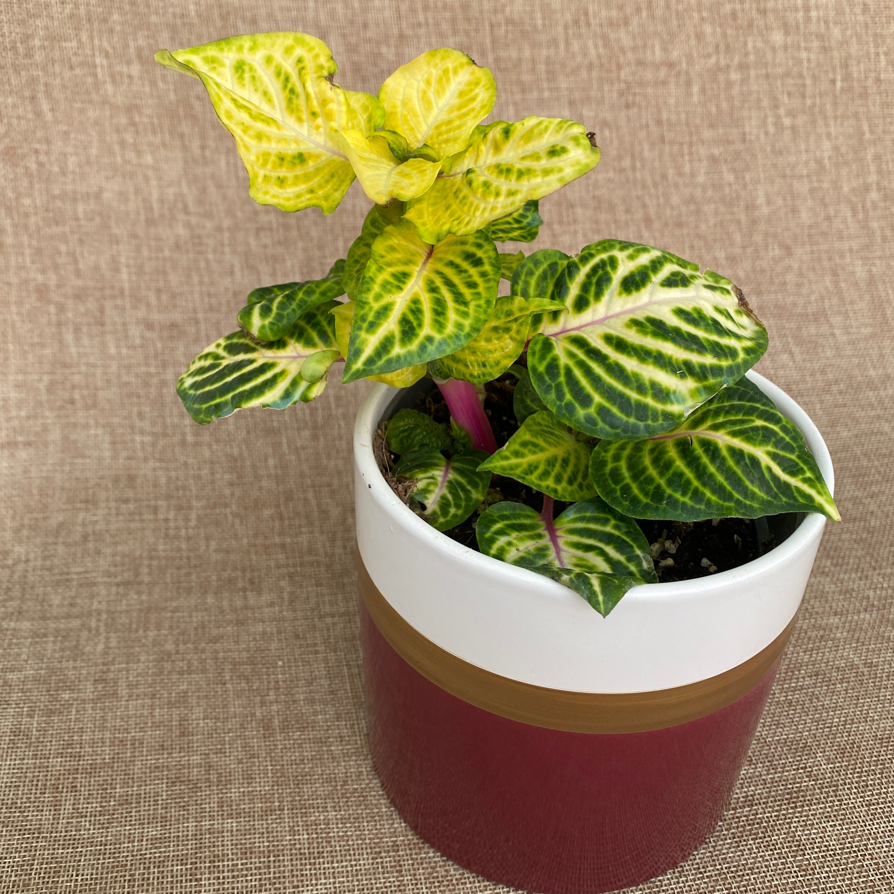 Iresine herbstii 'Gold Star' (Beefsteak Plant) D12