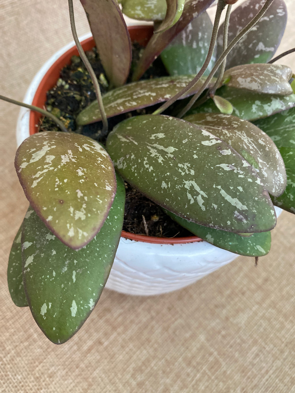 Hoya sigillatis 'Round Leaf' (Wide form)