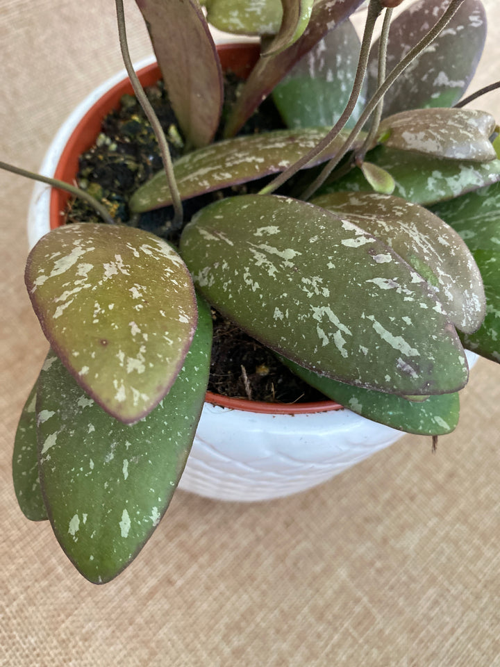 Hoya sigillatis 'Round Leaf' (Wide form)