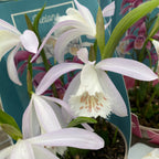 Orhidee de gradina - Pleione mix