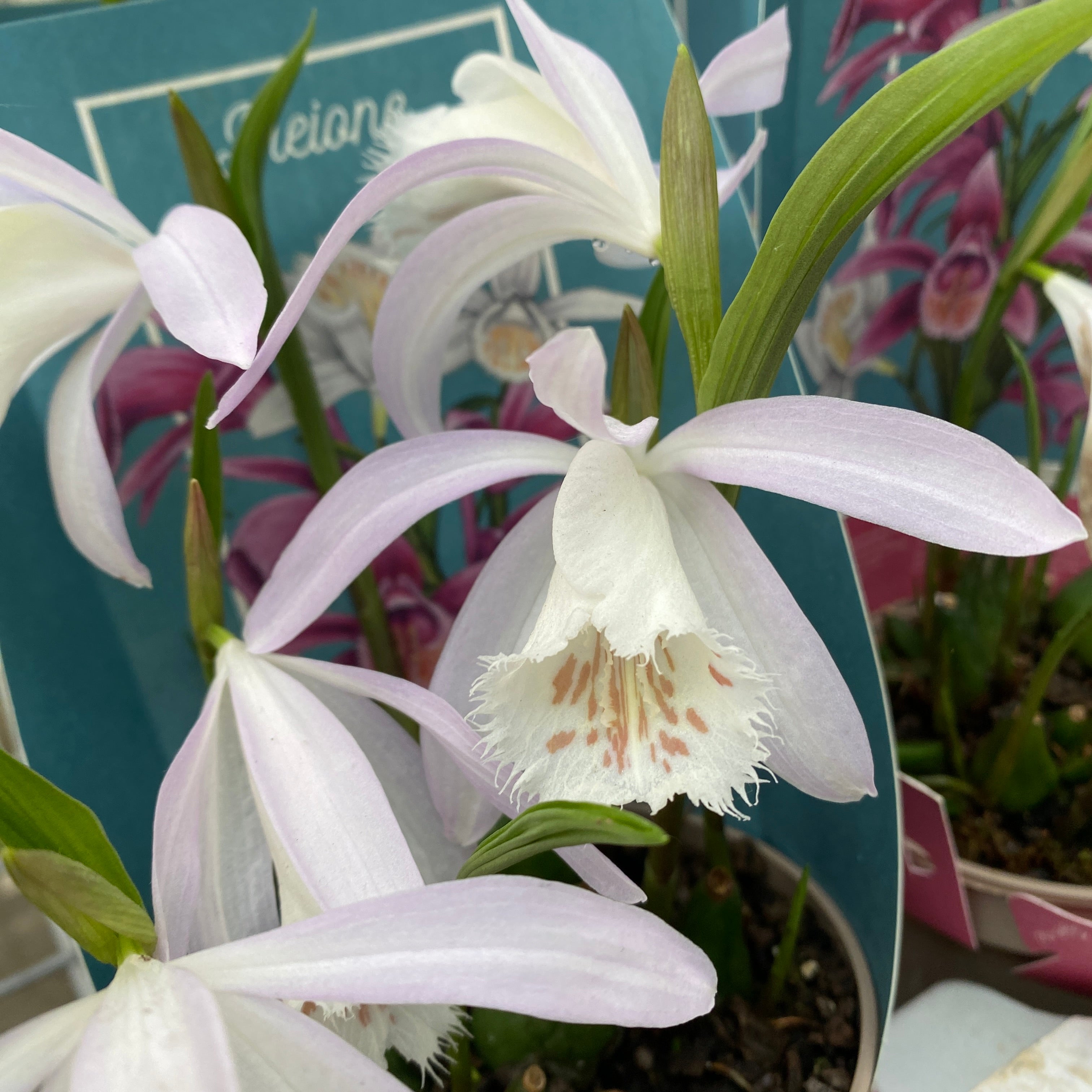 Orhidee de gradina - Pleione mix