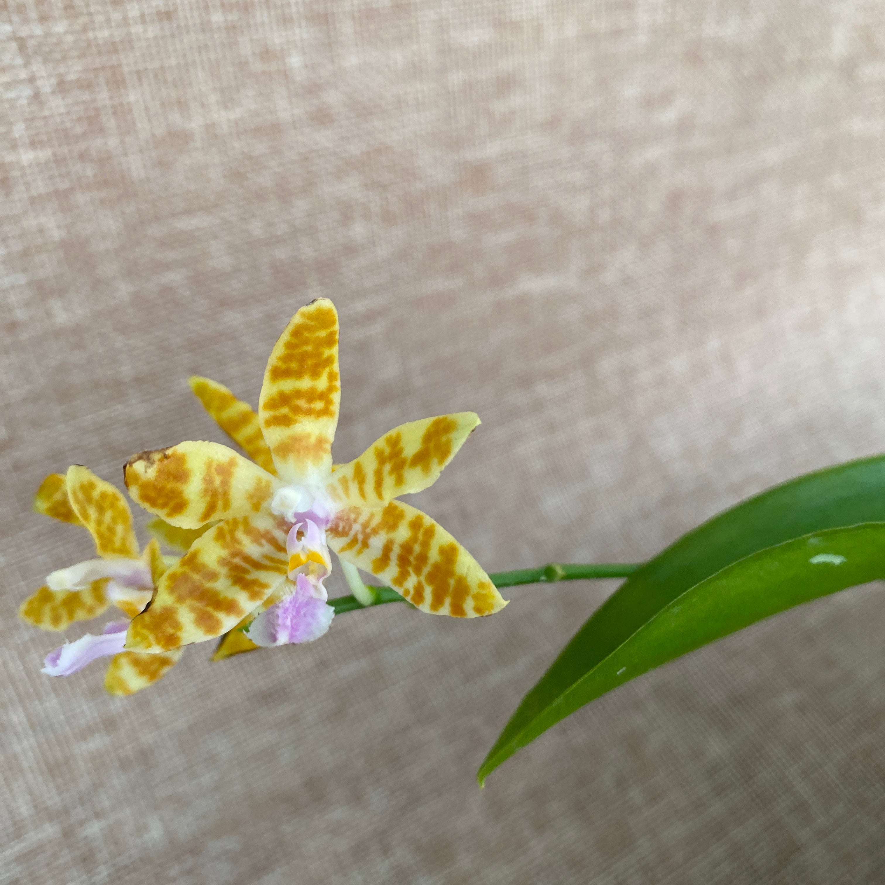 Phalaenopsis Tigress (Phal. mariae x Phal. fasciata)