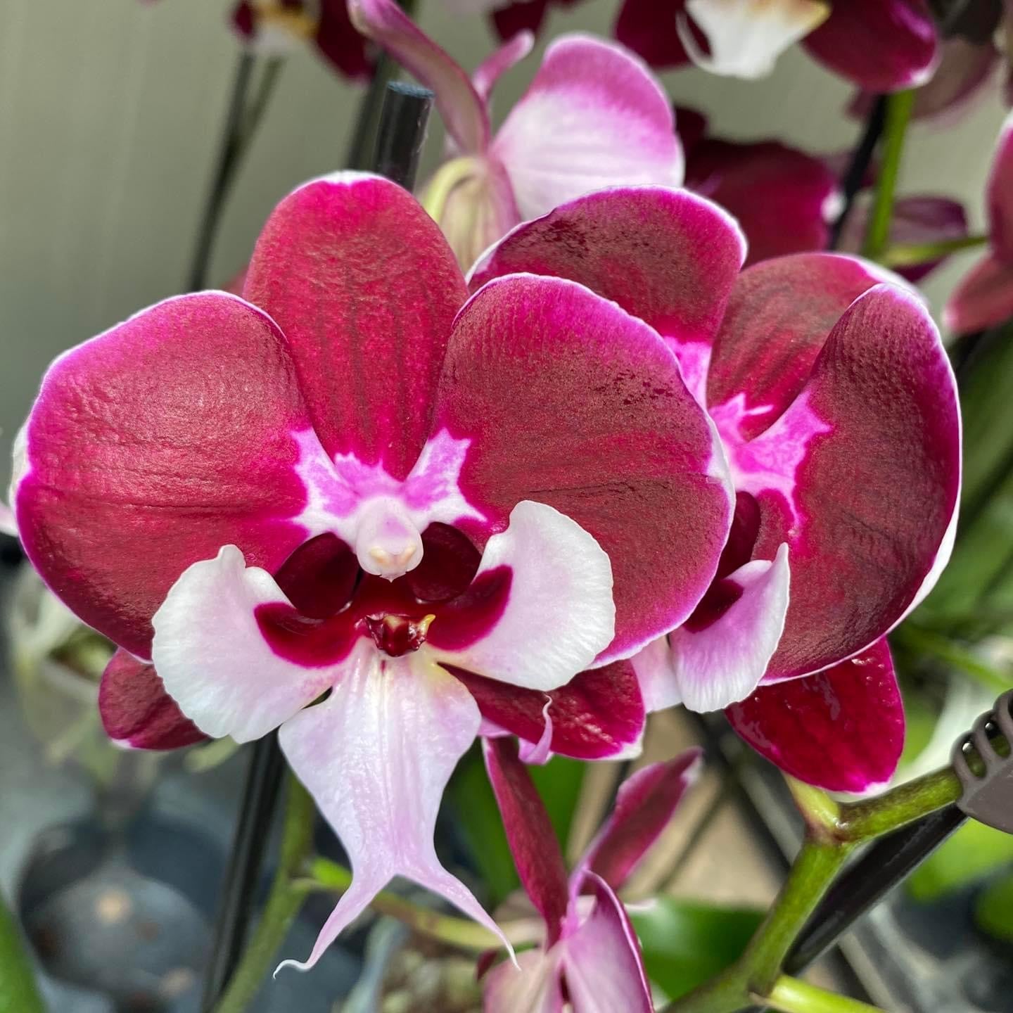 Phalaenopsis Allura Weihnachtsmann (große Lippe)
