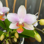 Phalaenopsis Pia