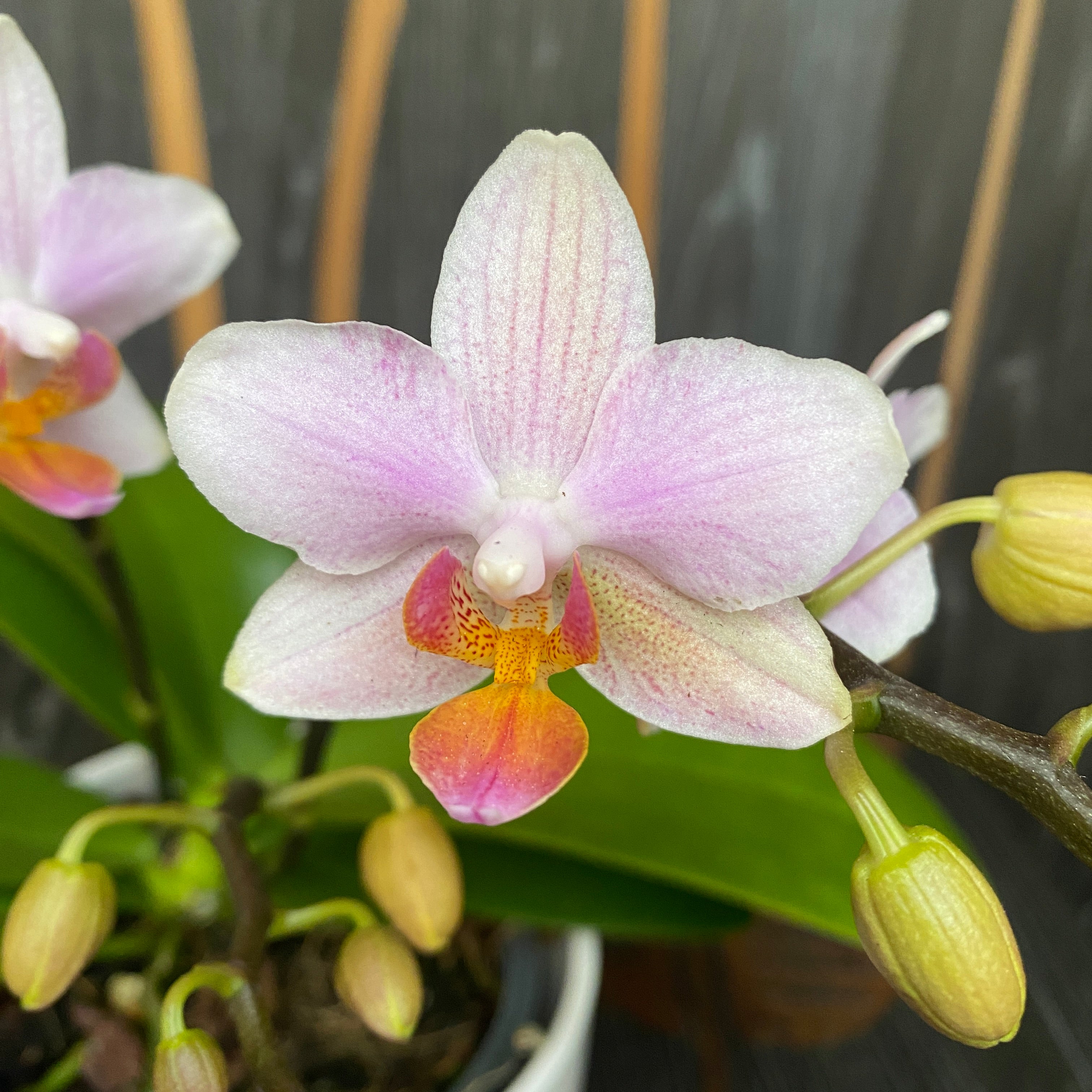 Phalaenopsis Pia