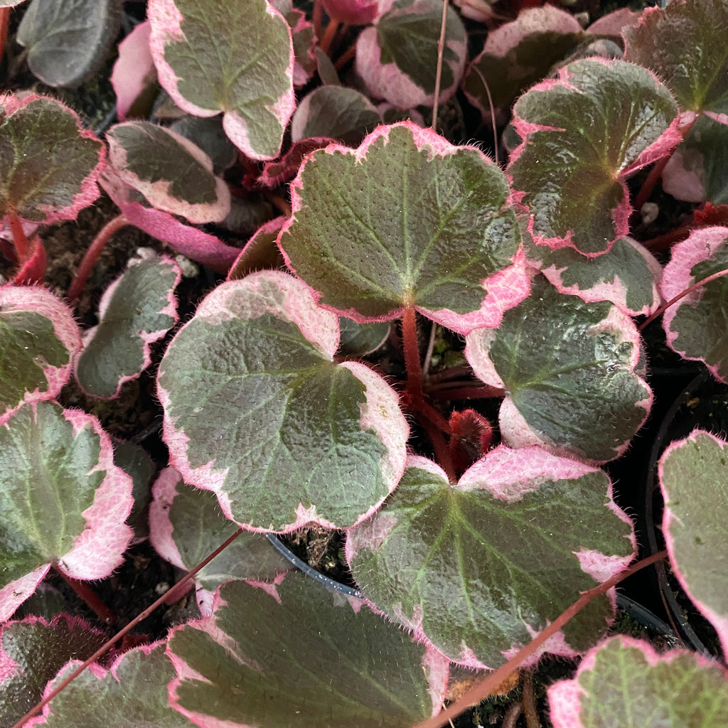 Saxifraga stolonifera ‘Tricolor’ – biljka sa spektakularnim trobojnim lišćem (babyplant)