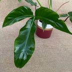 Philodendron Tripartitum