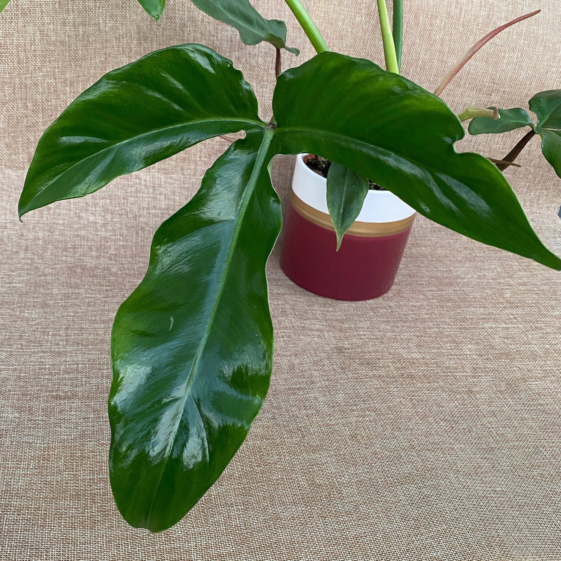 Philodendron Tripartitum – Secret Garden Plant Shop