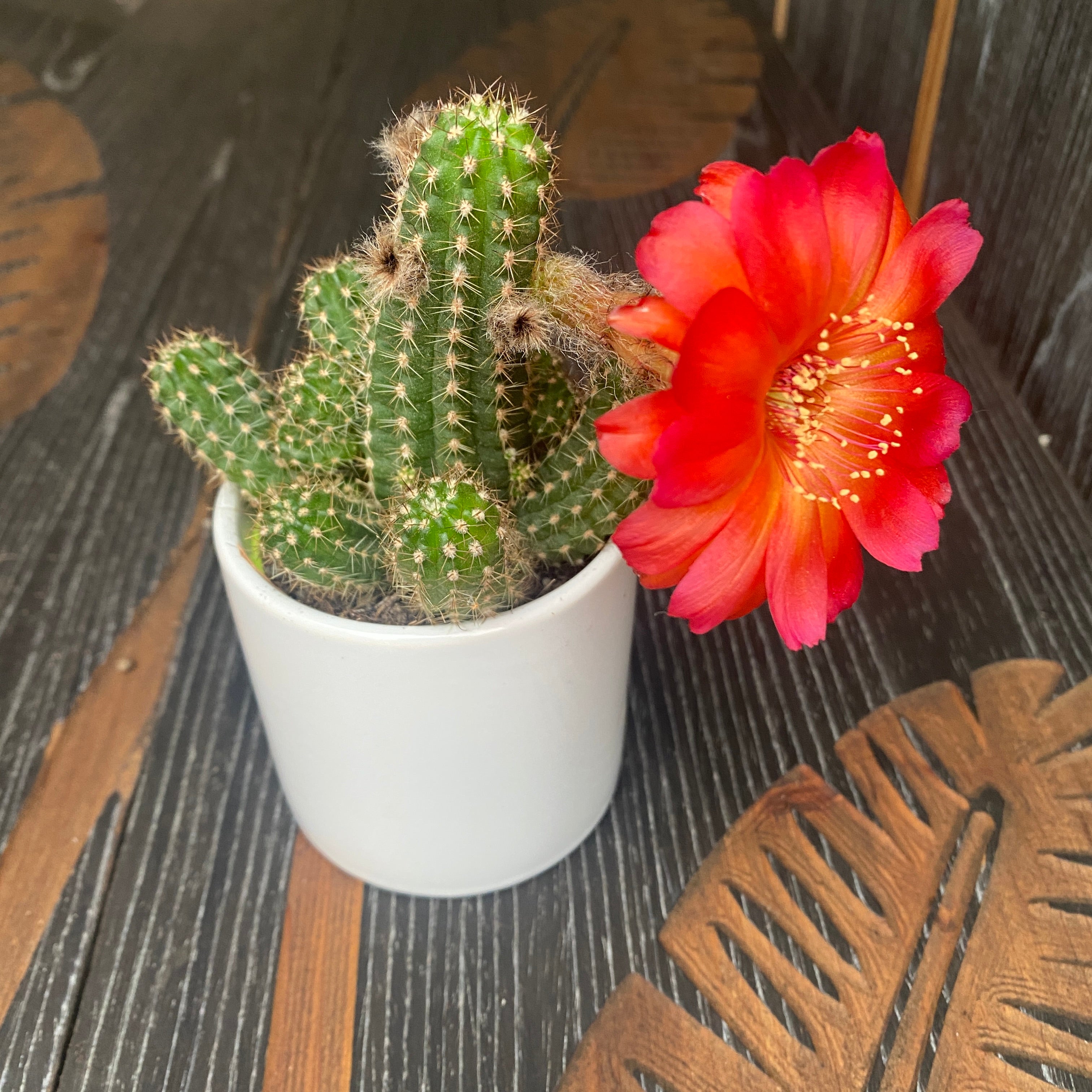 Chamaelobivia hibrid