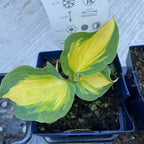 Hosta 'Colored Hulk' (Plantain Lily 'Colored Hulk') - crin de toamna