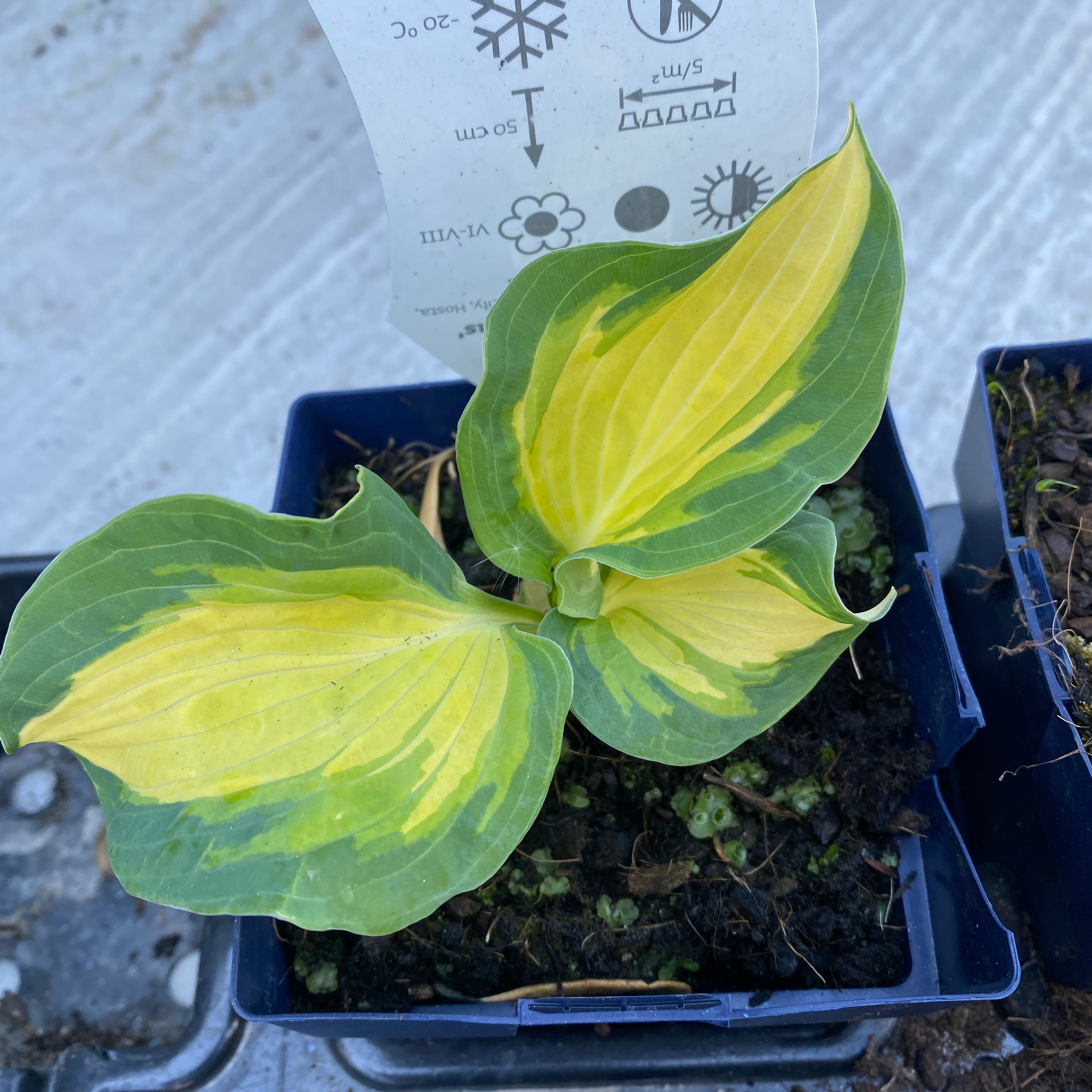 Hosta 'Colored Hulk' (Plantain Lily 'Colored Hulk') - crin de toamna