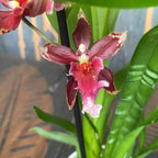 Burrageara Lazio parfumée