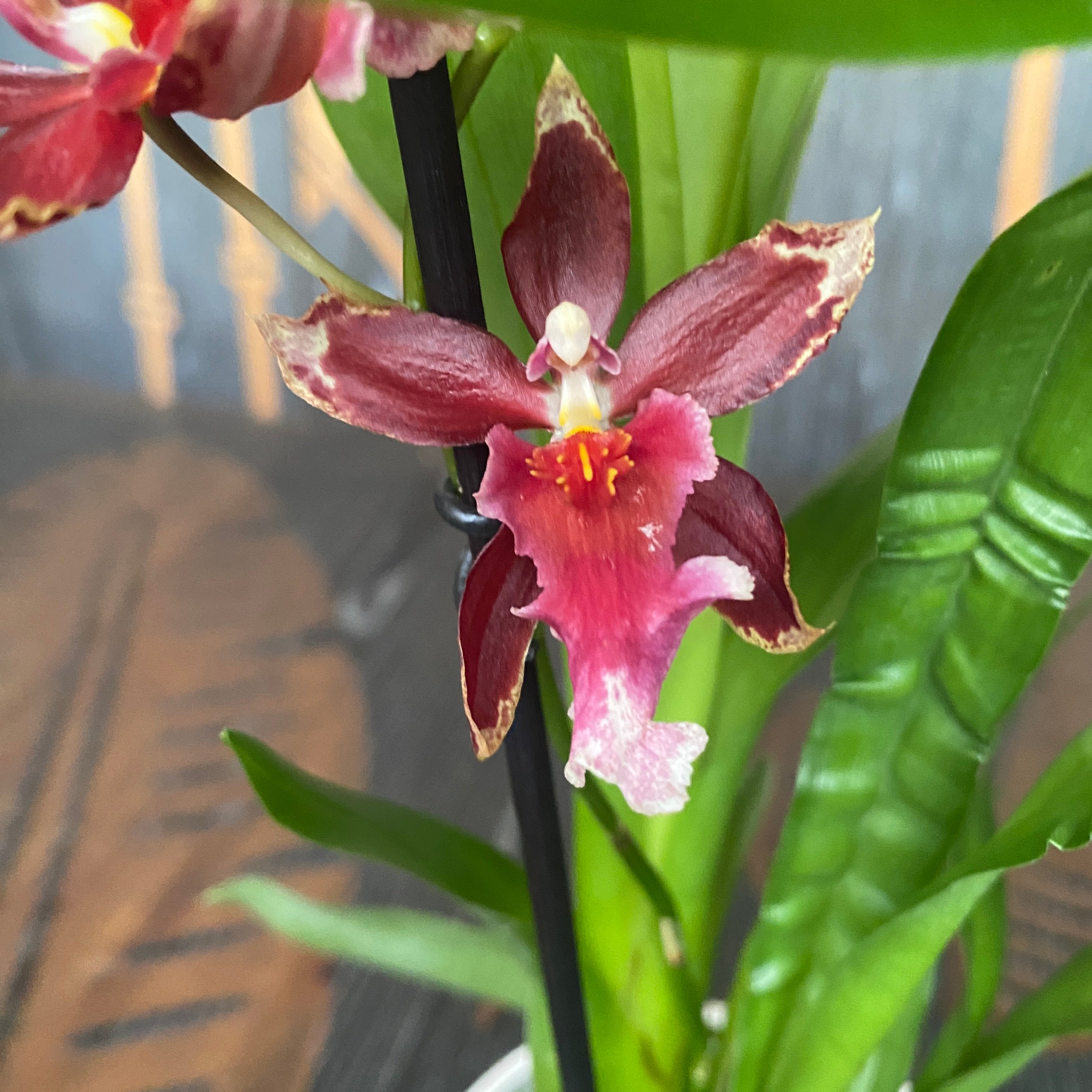 Burrageara Lazio parfumata