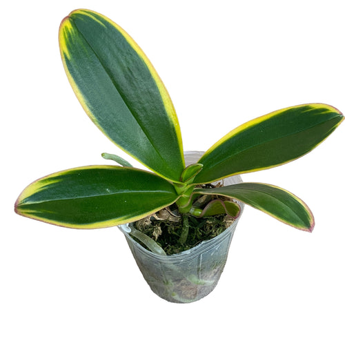 Phalaenopsis Miki Pink Fox (tarka és pelorikus)