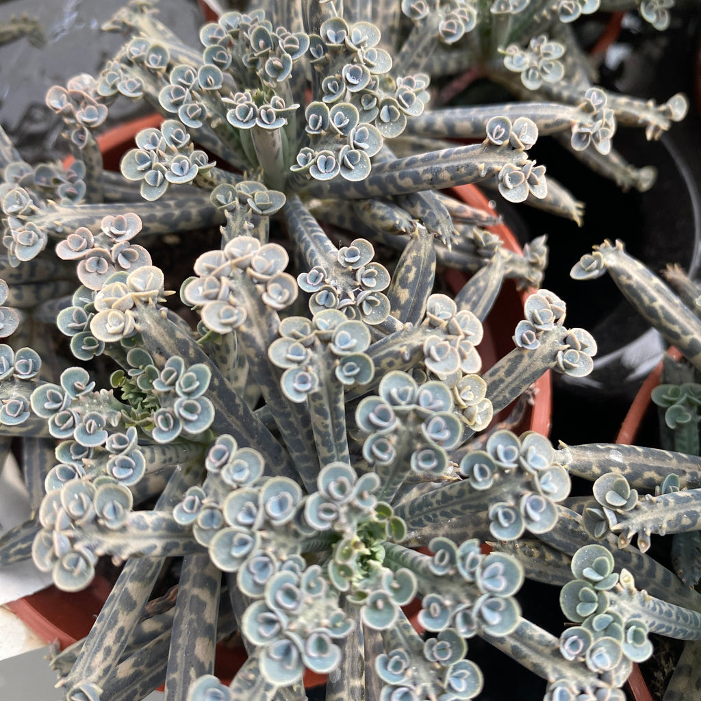 Kalanchoe Tubiflora ('madre de millones')