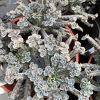 Kalanchoe Tubiflora ('mati milijonov')