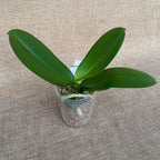 Phalaenopsis Miki Pink Planet '173' - big lip