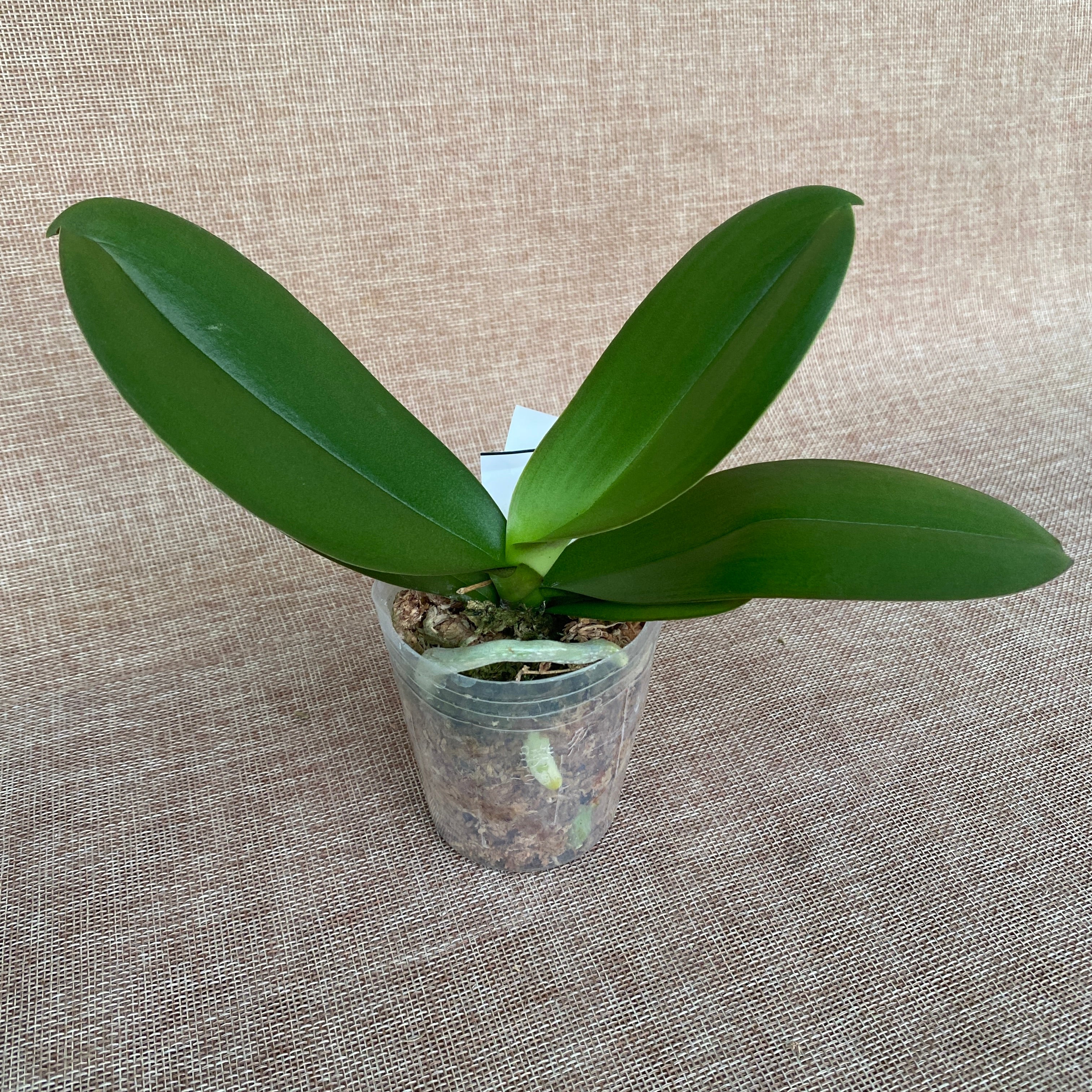 Phalaenopsis Miki Pink Planet '173' - große Lippe