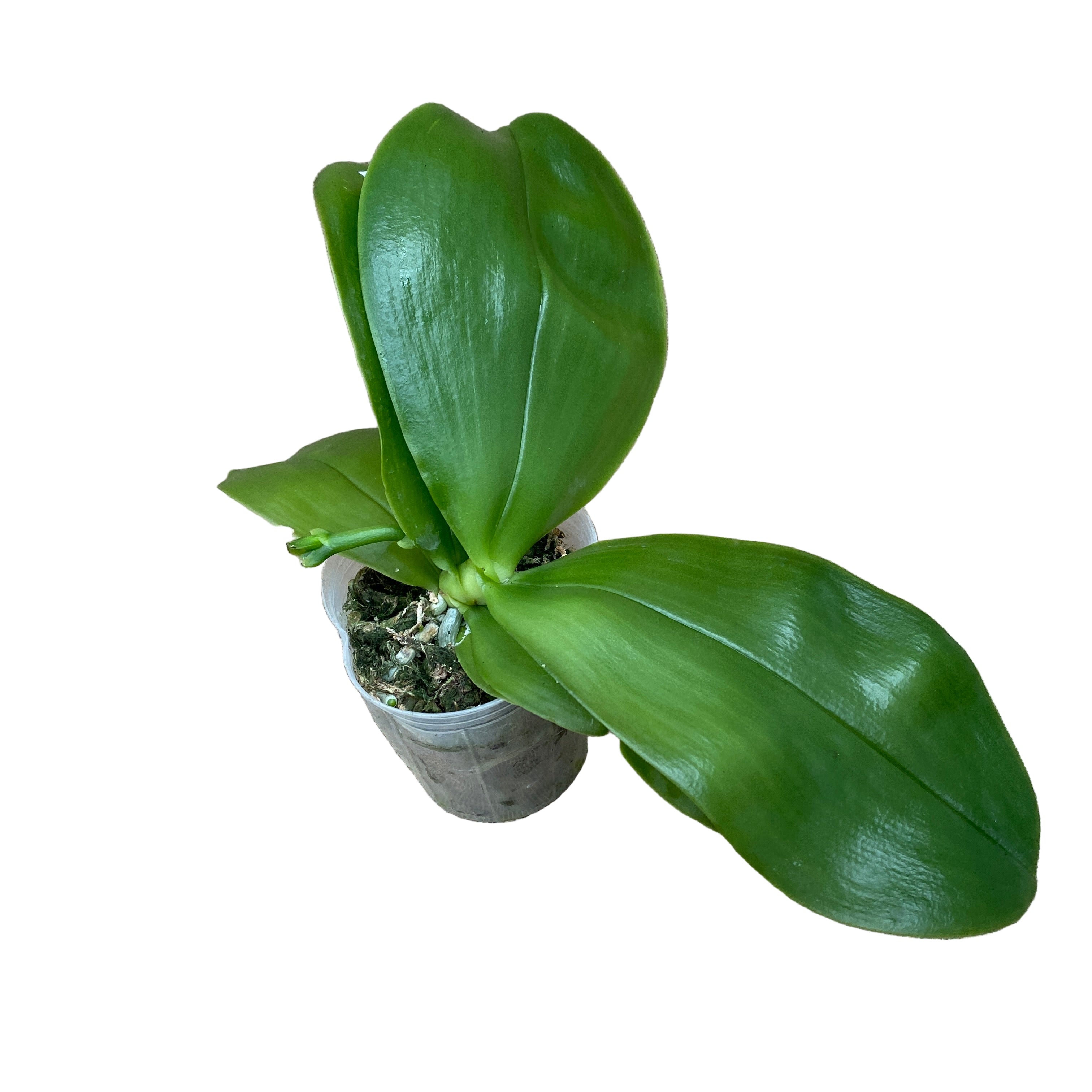 Phalaenopsis bellina *fragrant