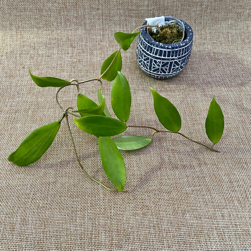 Hoya neoebudica (Arany Viasz növény) - kifejlett példányok