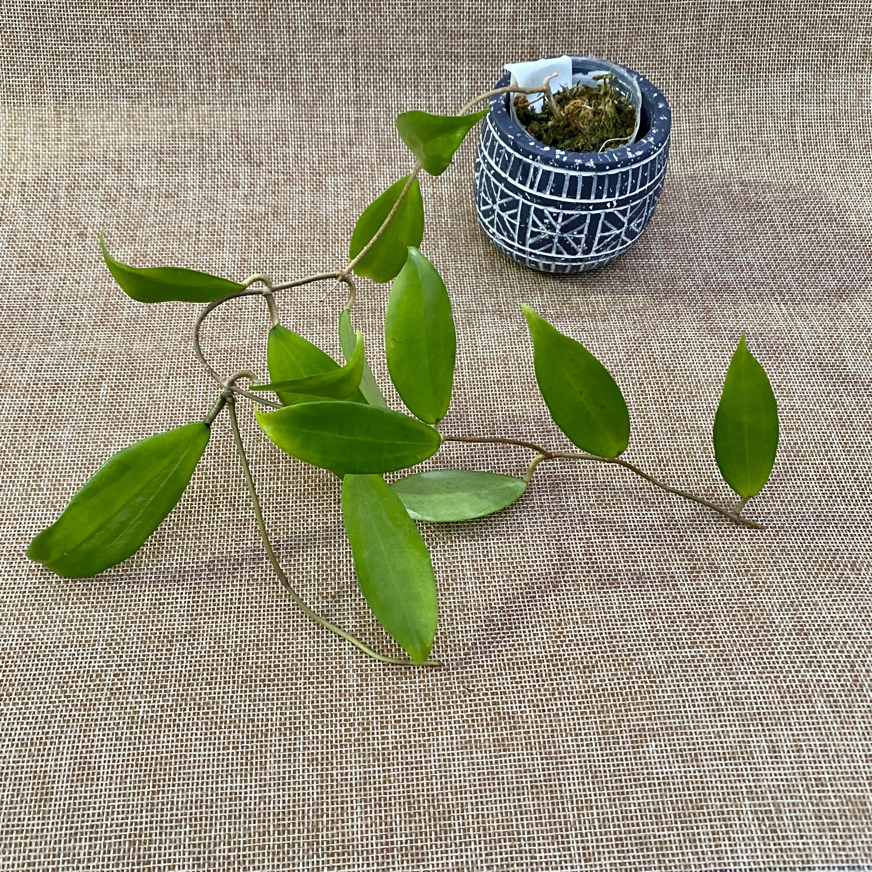 Hoya neoebudica (Golden Wax Plant) - exemplare dezvoltate