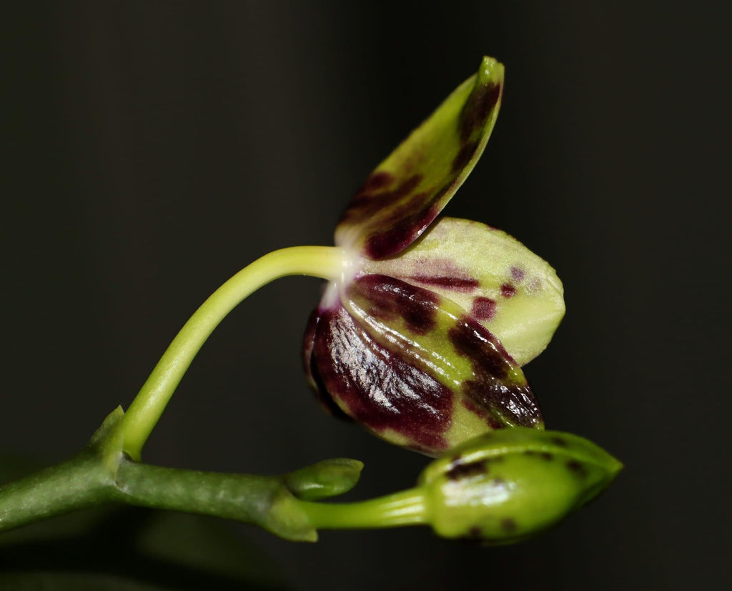 Phalaenopsis Allura 'Voodoo' *parfumat