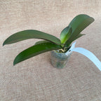 Phalaenopsis Trésor de Bouddha