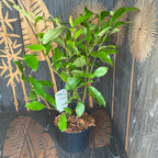 Magnolia Michelia 'White Caviar' - doftande blommor