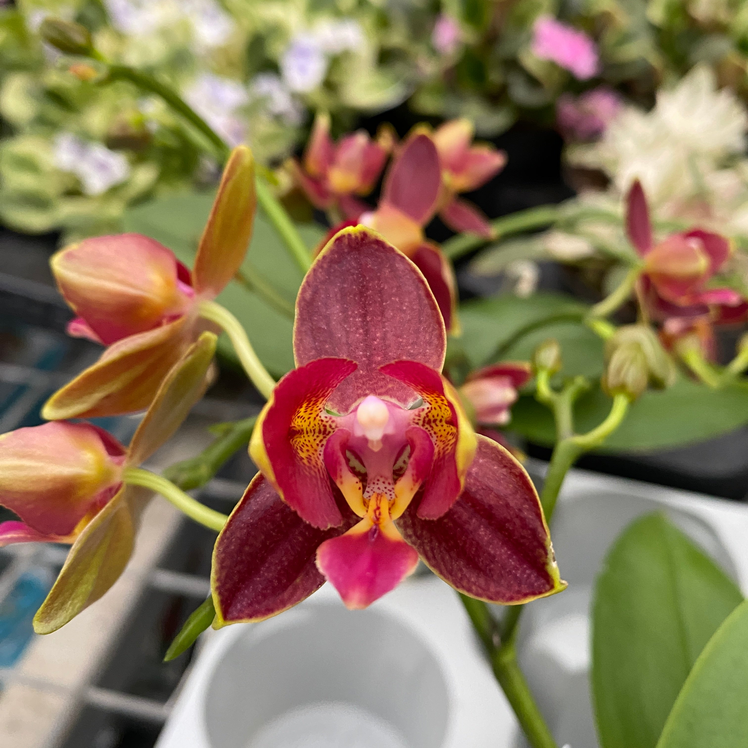 Phalaenopsis Sogo Red Star - duftende, wachsartige und pelorische Blüten (3lips)