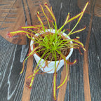 Drosera mix - Hemelroosje