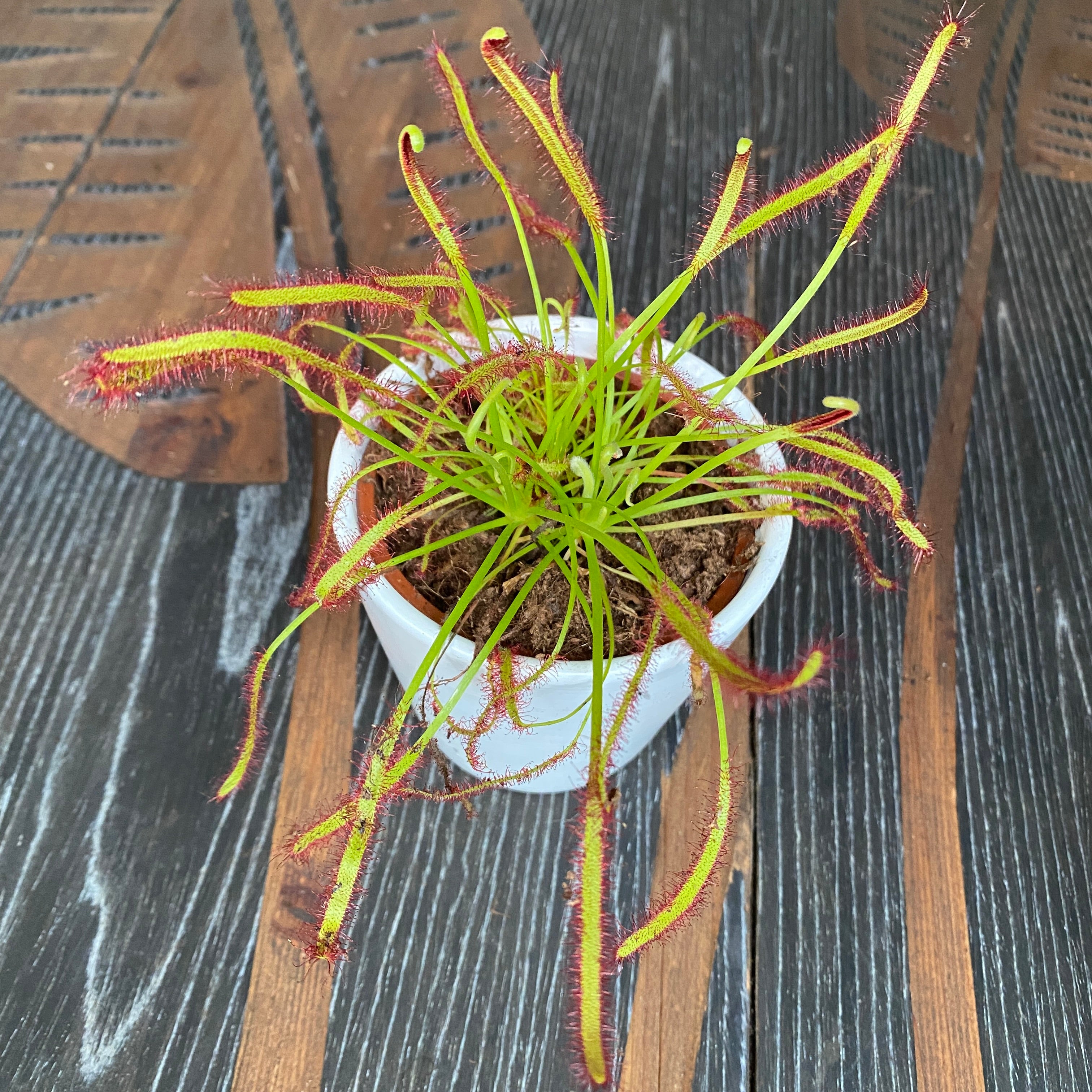 Drosera mix - Roua cerului