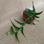 Rhaphidophora tenuis