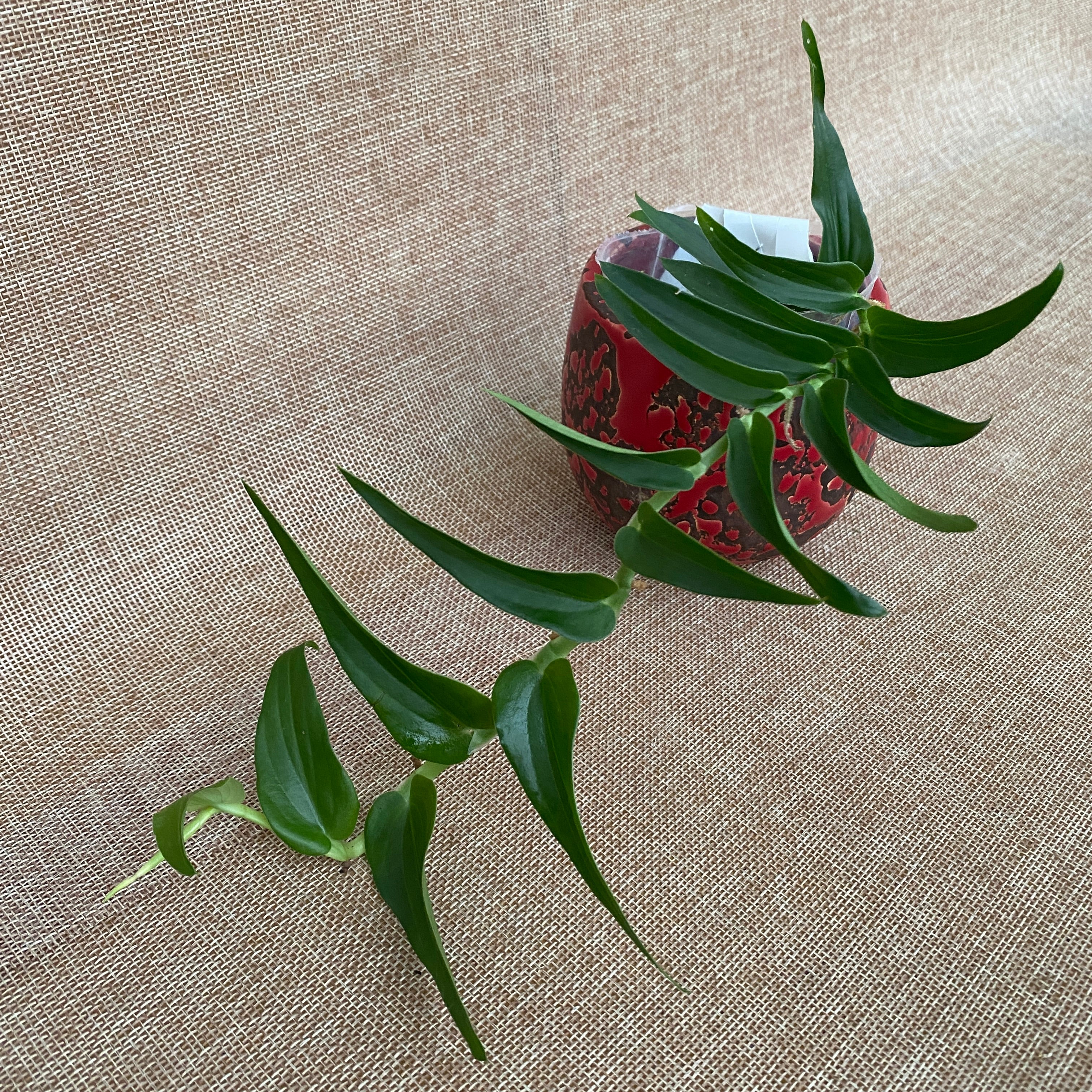 Rhaphidophora tenuis