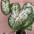 Caladium 'Hózápor'