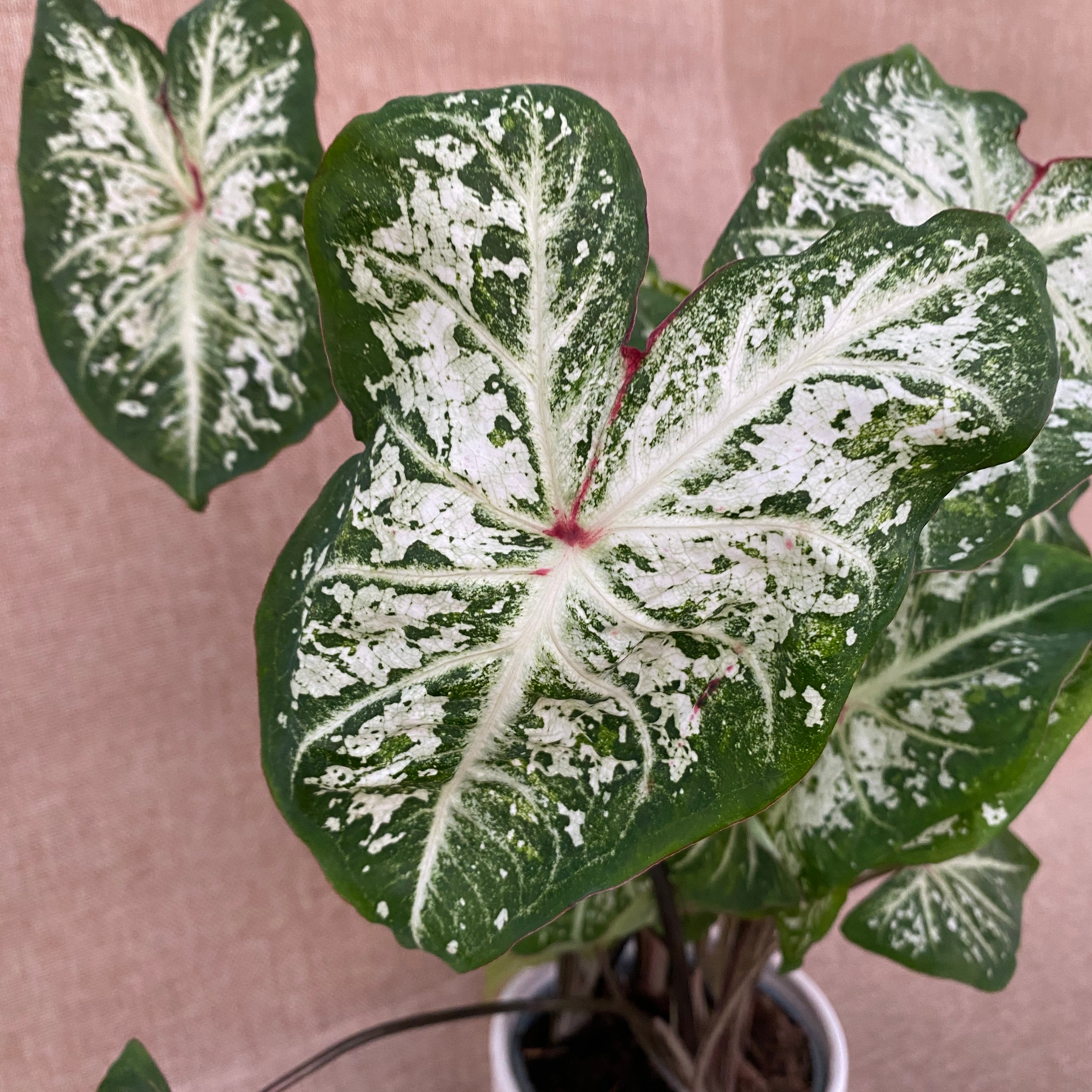 Caladium 'Snow Flurry'