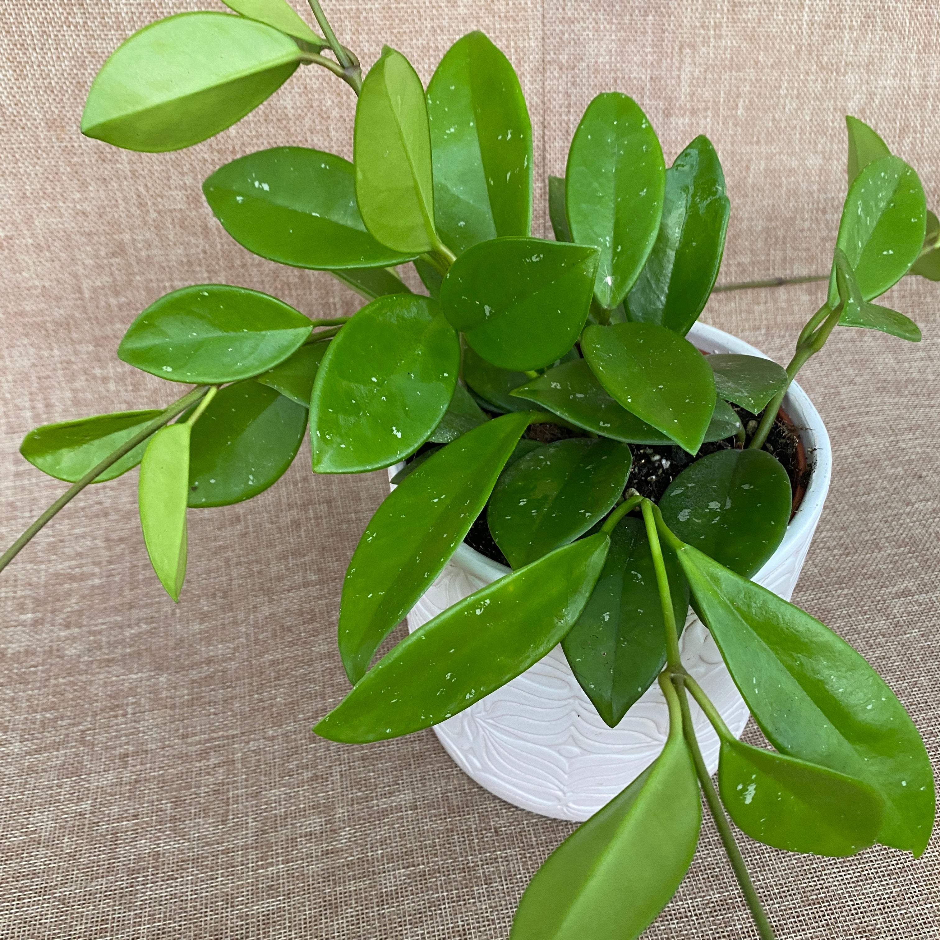 Hoya 'Green Ghost' - full pots!