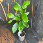 Magnolia Stellata - flori puternic parfumate (exemplare tinere)