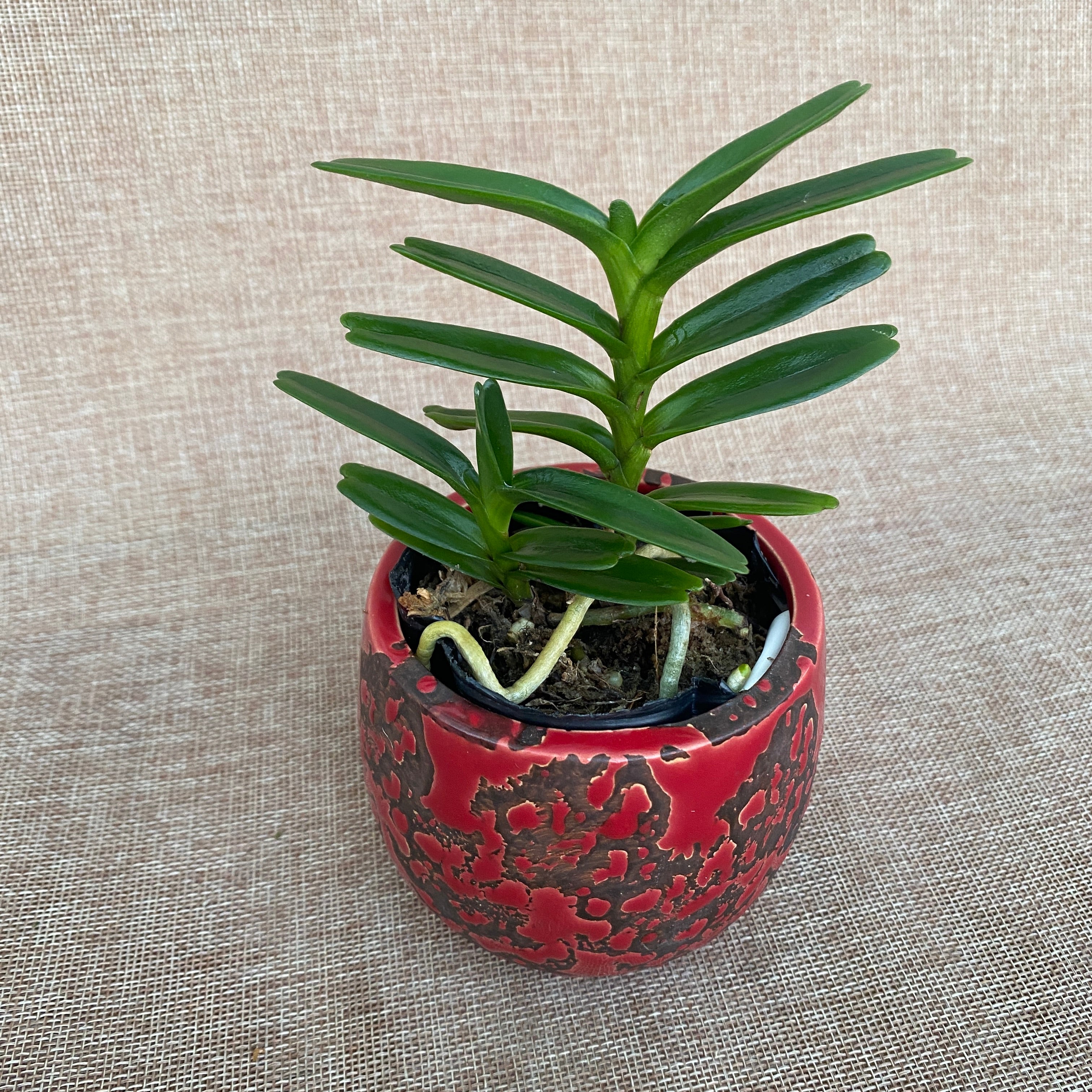 Renanthera vietnamensis *parfümiert