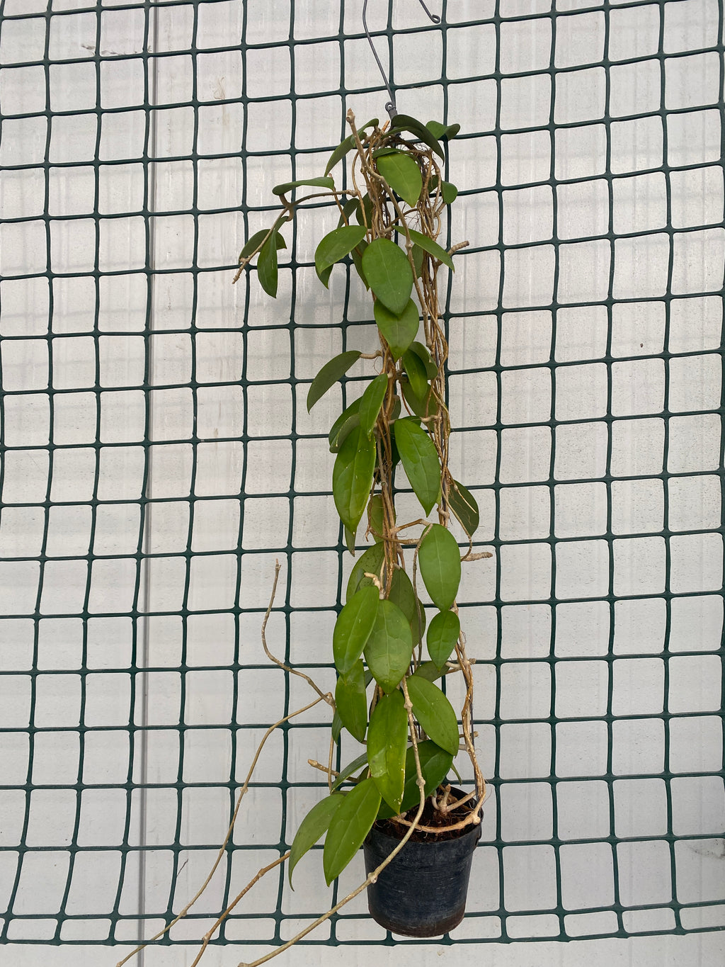 Hoya parasitica 'Pink' D11 - ausgewachsene Exemplare