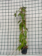 Hoya parasitica 'Pink' D11 - utvecklade exemplar