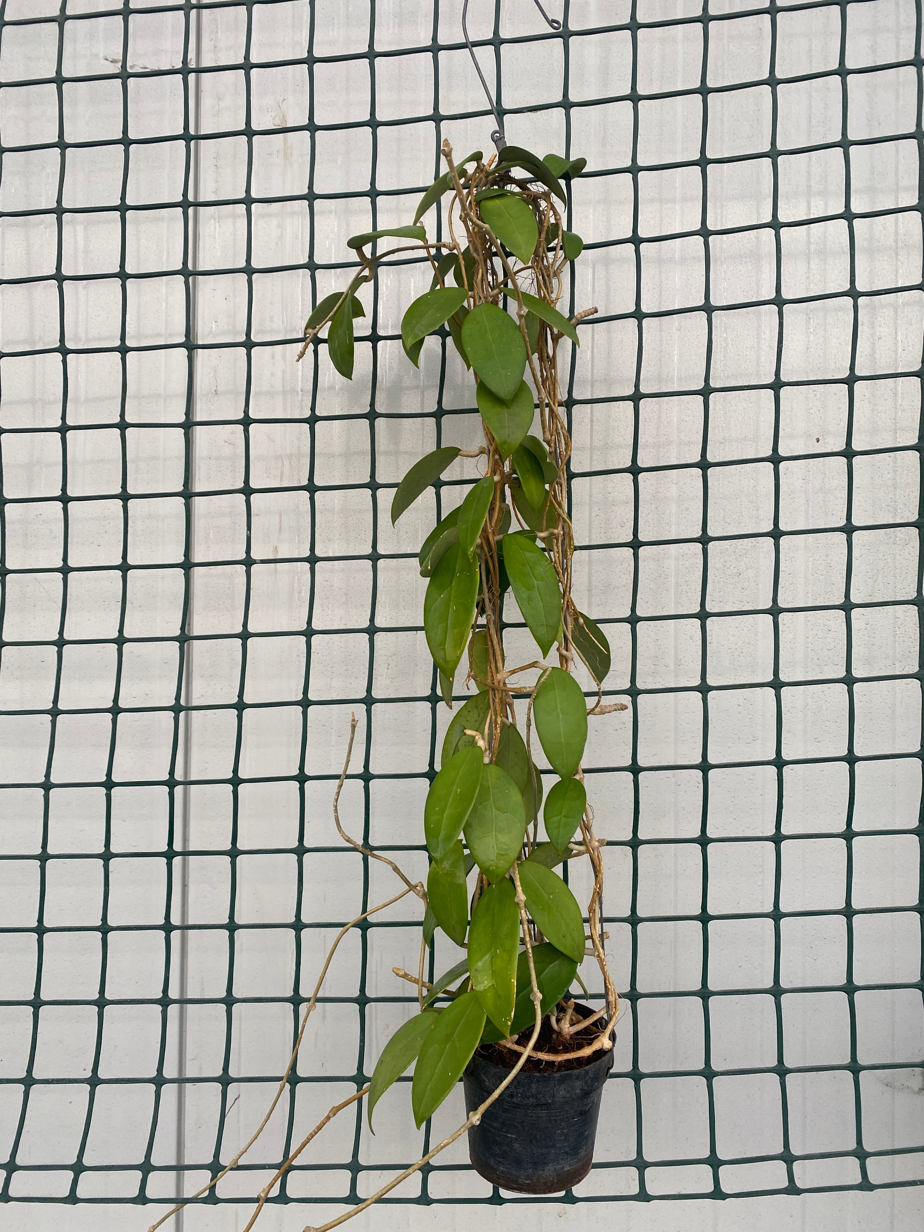 Hoya parasitica 'Pink' D11 - exemplare dezvoltate