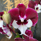 Phalaenopsis Allura Santa Claus (veľké pysky)