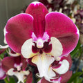 Phalaenopsis Allura Santa Claus (veľké pysky)