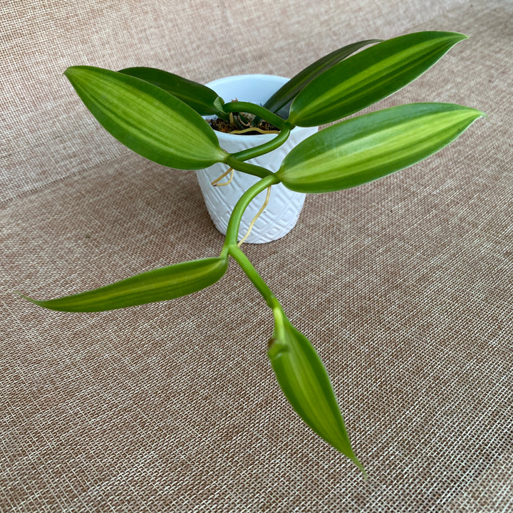 Vanilla Planifolia 'Variegata'