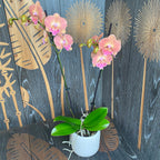 Phalaenopsis ‘Grape Fruit’ big lip